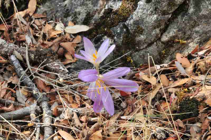 Colchicum ??